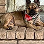alert, animal, bandana, brick, canine, companion, cute, dog, ears, french_bulldog, fur, home, indoors, mammal, paw, pet, portrait, relaxed, resting, snout
