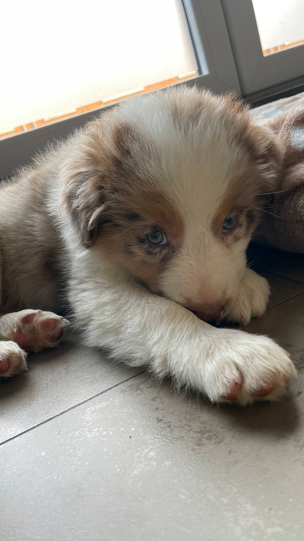 Nala a rejoint le concours — aidez-le/la à gagner de superbes lots ! canidae, carnivore, claw, companion_dog, dog, dog_breed, ear, fawn, felidae, flooring, fur, german_spitz, nap, paw, small_to_medium_sized_cats, snout, sporting_group, toy_dog, whiskers, working_animal