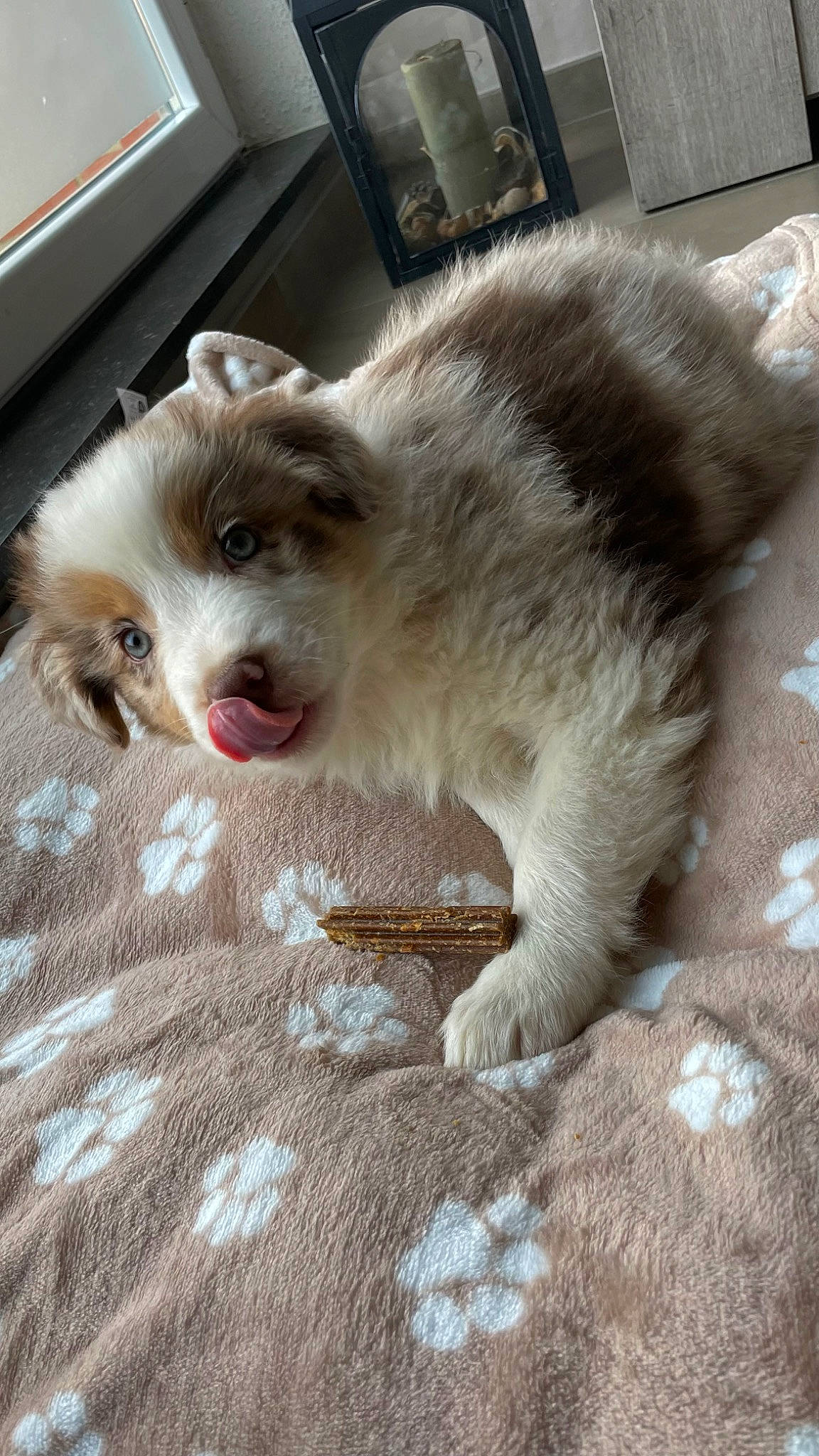 Nala participe au concours pour gagner de l'argent avec cette photo : canidae, carnivore, companion_dog, dog, dog_breed, fang, fawn, felidae, fur, paw, small_to_medium_sized_cats, snout, sporting_group, terrestrial_animal, whiskers, working_animal