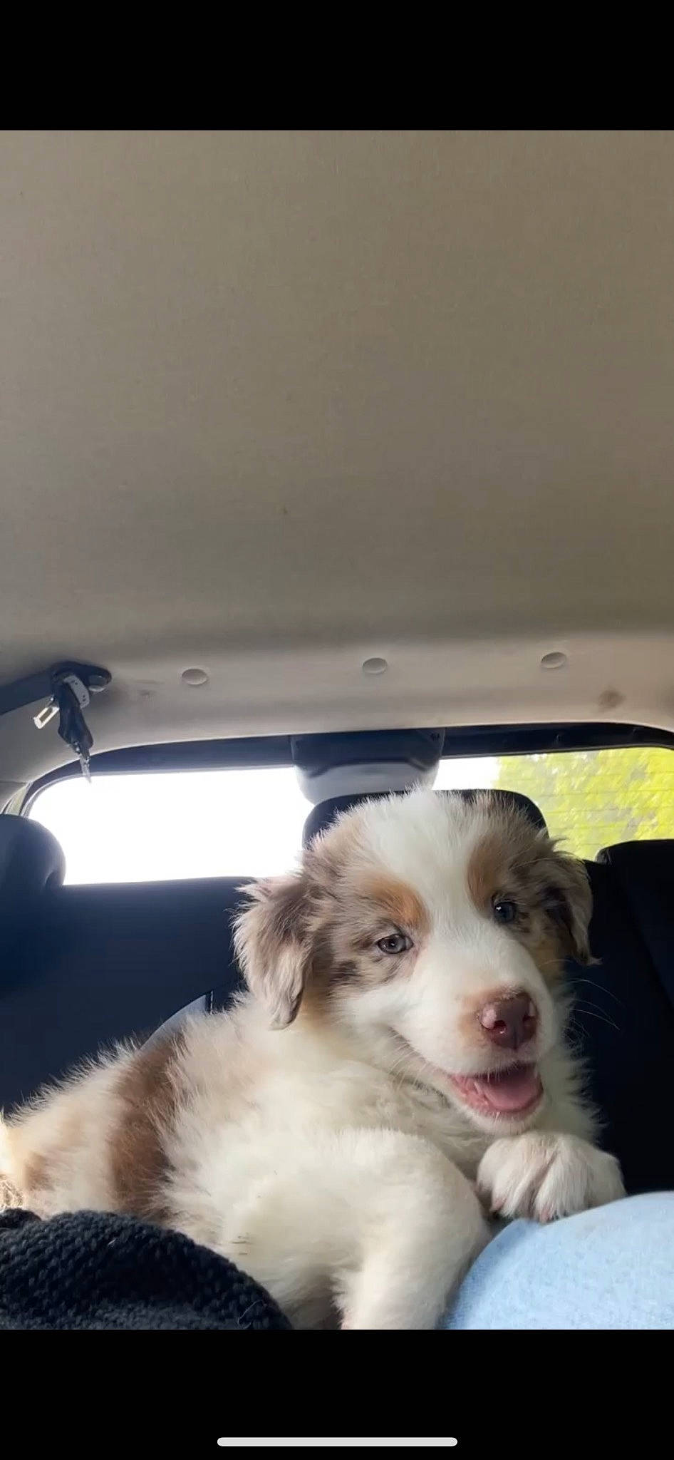 Nala a rejoint le concours — aidez-le/la à gagner de superbes lots ! border_collie, bored, carnivore, companion_dog, dog, dog_breed, door, fur, gun_dog, herding_dog, plant, sporting_group, terrestrial_animal, texas_heeler, whiskers, windshield, working_animal, working_dog