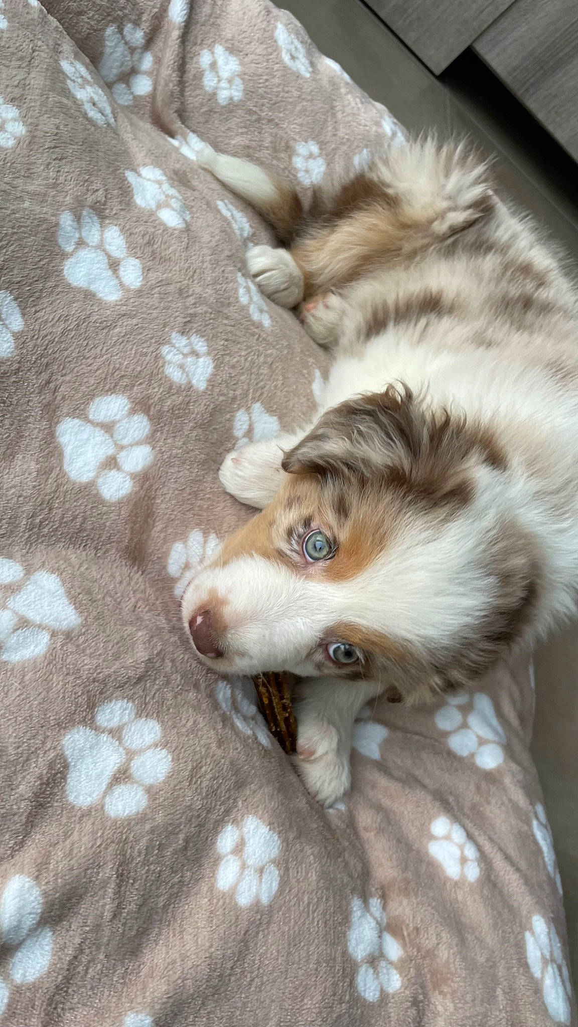 Nala a rejoint le concours — aidez-le/la à gagner de superbes lots ! canidae, carnivore, comfort, companion_dog, dog, dog_breed, fawn, felidae, fur, nap, pattern, paw, snout, sporting_group, terrestrial_animal, whiskers, wood