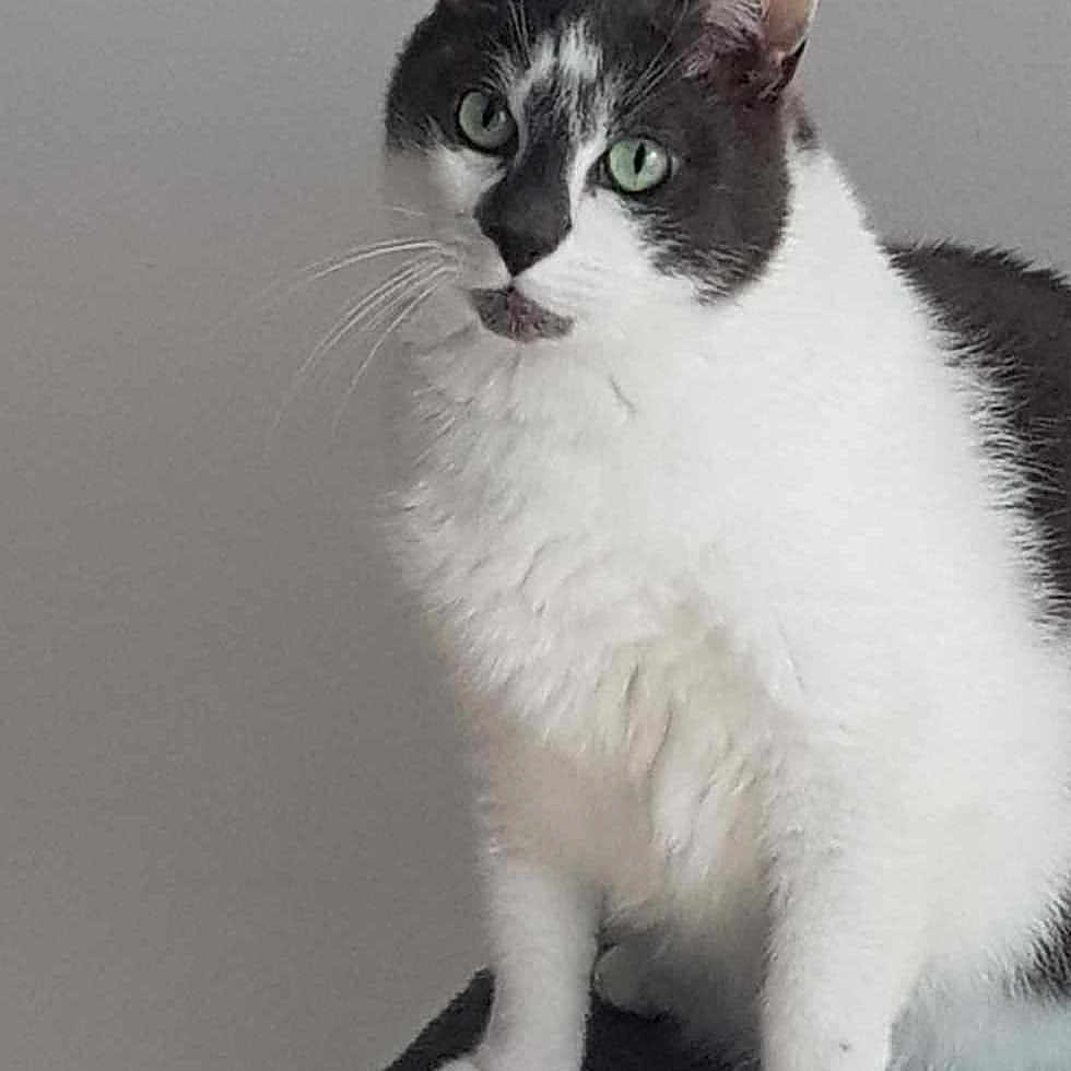 Calin a rejoint le concours — aidez-le/la à gagner de superbes lots ! abyssinian, angora, animal, cat, egyptiancat, kitten, manx, pet, siamese, white