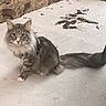 cat, gray_tabby, fluffy, long_hair, sitting, harness, concrete_floor, stone_wall, tail, outdoor, pet, animal, whiskers, ears, paws, curious, feline, domestic_cat, cute, alert