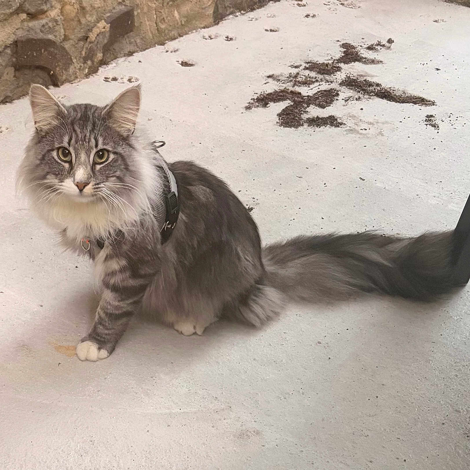 Aiko participe au concours pour gagner de l'argent avec cette photo : cat, gray_tabby, fluffy, long_hair, sitting, harness, concrete_floor, stone_wall, tail, outdoor, pet, animal, whiskers, ears, paws, curious, feline, domestic_cat, cute, alert