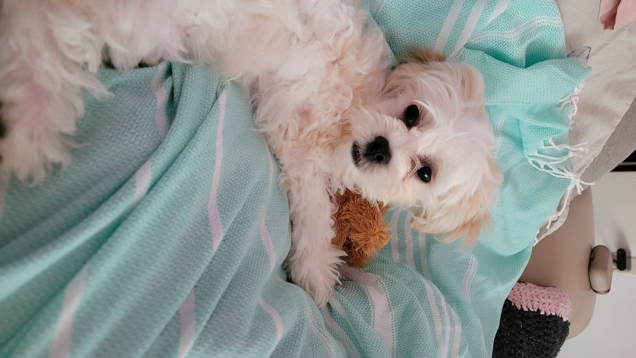 Davinci is registered to the contest to win money with this photo: canidae, carnivore, companion_dog, dog, dog_breed, dog_clothes, dog_supply, fawn, fur, maltepoo, pink, plush, snout, sporting_group, stuffed_toy, teddy_bear, terrier, toy, toy_dog, working_animal