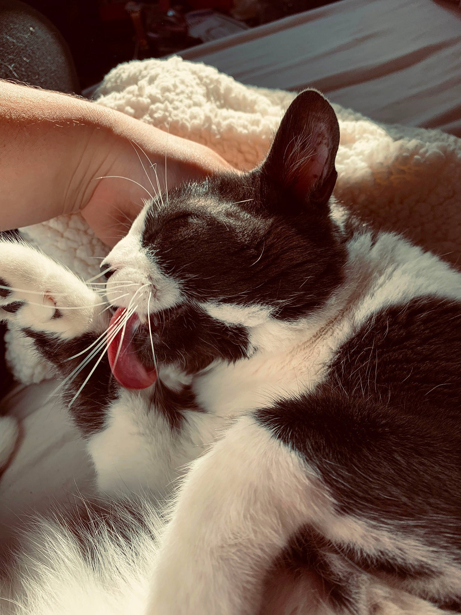 Pataud participe au concours pour gagner de l'argent avec cette photo : american_wirehair, asian, carnivore, cat, domestic_short_haired_cat, ear, felidae, fur, kitten, paw, polydactyl_cat, small_to_medium_sized_cats, snout, whiskers