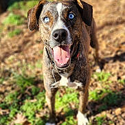 Lilly joined the competition — help win amazing prizes! dog, blue_eyes, happy, tongue_out, outdoor, grass, leaves, brown, white_paws, collar, pet, animal, canine, nature, sunlight, close_up, portrait, fur, standing, playful