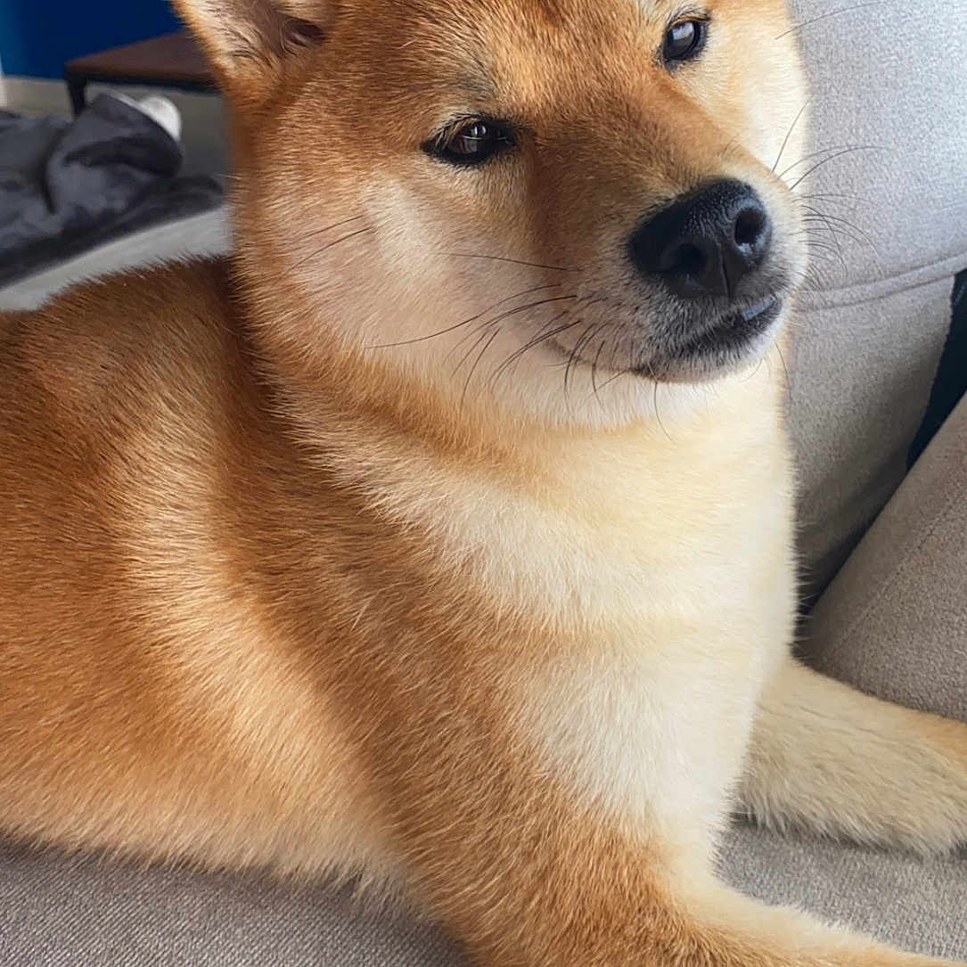 Sierra