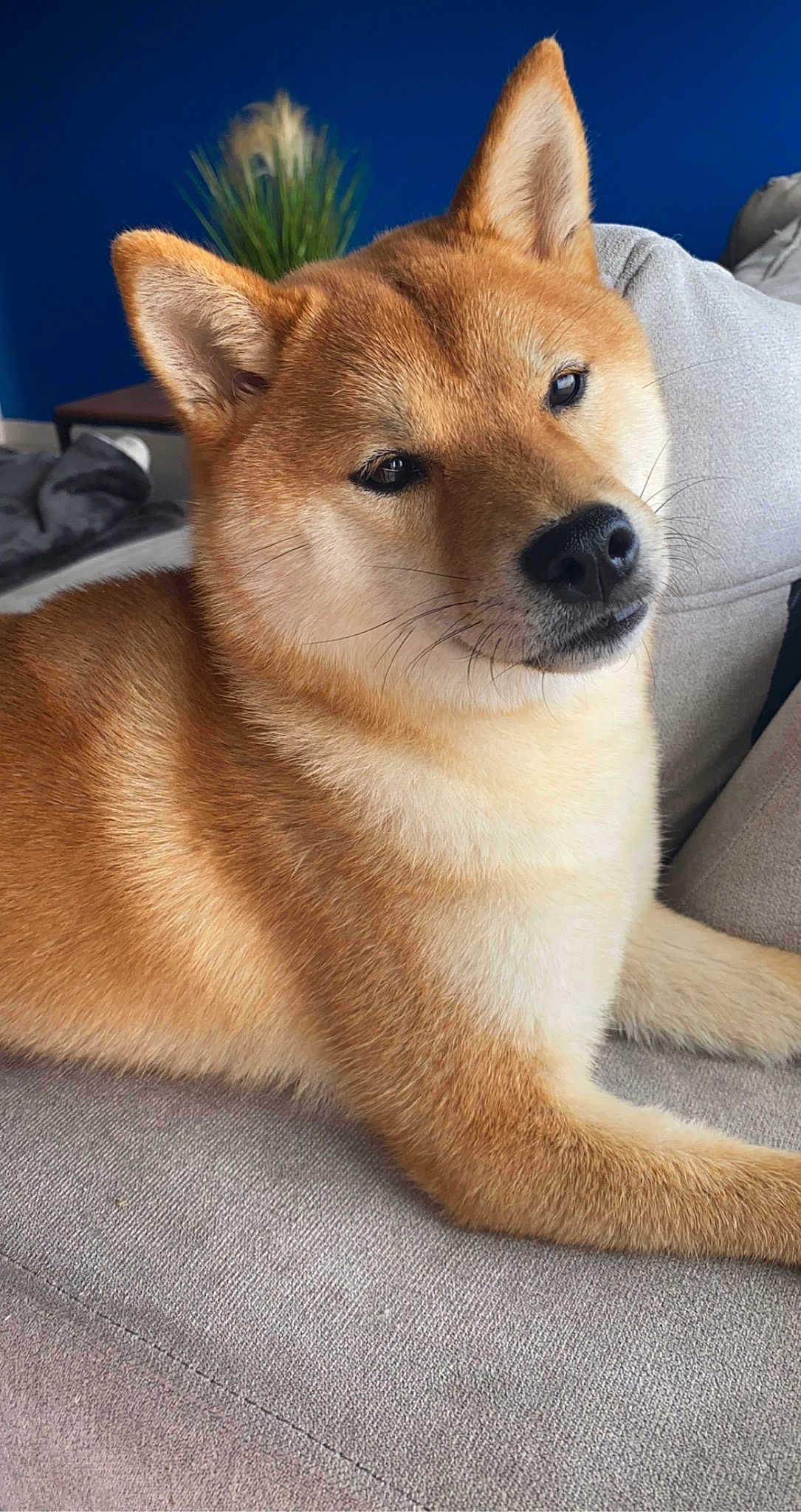Sierra
