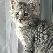 Butter Bean joined the competition — help win amazing prizes! kitten, cat, gray_tabby, fur, whiskers, ears, eyes, curious, window, curtain, natural_light, indoor, pet, animal, cute, fluffy, young_cat, portrait, sitting, feline