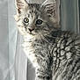 kitten, cat, gray_tabby, fur, whiskers, ears, eyes, curious, window, curtain, natural_light, indoor, pet, animal, cute, fluffy, young_cat, portrait, sitting, feline