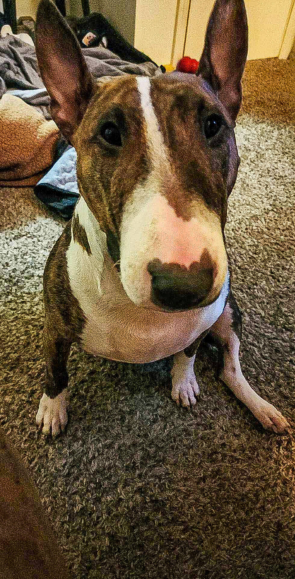 Percy is registered to the contest to win money with this photo: ancient_dog_breeds, canidae, carnivore, collar, companion_dog, dog, dog_breed, dog_clothes, dog_collar, dog_supply, eye, fawn, head, non_sporting_group, snout, sporting_group, terrestrial_animal, whiskers, working_animal, working_dog