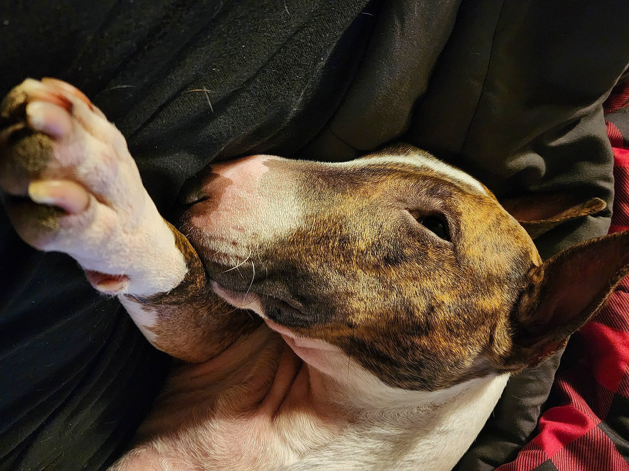 Percy joined the competition — help win amazing prizes! carnivore, collar, comfort, companion_dog, dog, dog_breed, ear, elbow, fur, gesture, hand, nail, paw, snout, terrestrial_animal, thumb, whiskers, working_animal, wrinkle, wrist