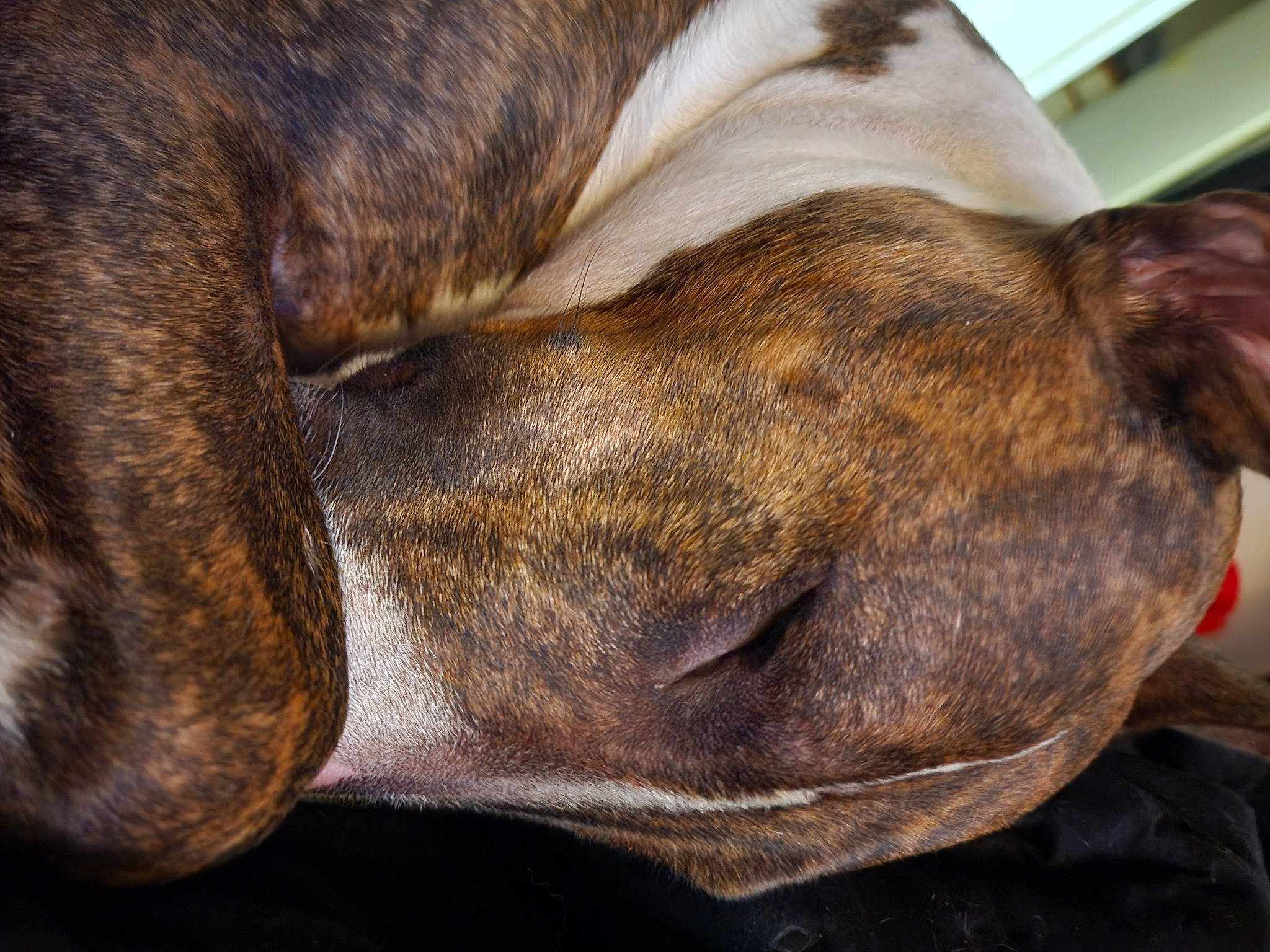 Percy is registered to the contest to win money with this photo: canidae, carnivore, comfort, companion_dog, dog, dog_breed, ear, fawn, fur, guard_dog, liver, nap, non_sporting_group, sleep, snout, sporting_group, terrestrial_animal, whiskers, working_animal, wrinkle