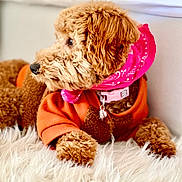 Nàla is registered to the contest to win money with this photo: dog, brown, fluffy, bandana, pink, sweater, orange, pet, cute, fur, indoor, cozy, laying, portrait, looking_away, collar, animal, companion, domestic, furry_rug