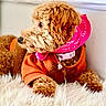 dog, brown, fluffy, bandana, pink, sweater, orange, pet, cute, fur, indoor, cozy, laying, portrait, looking_away, collar, animal, companion, domestic, furry_rug