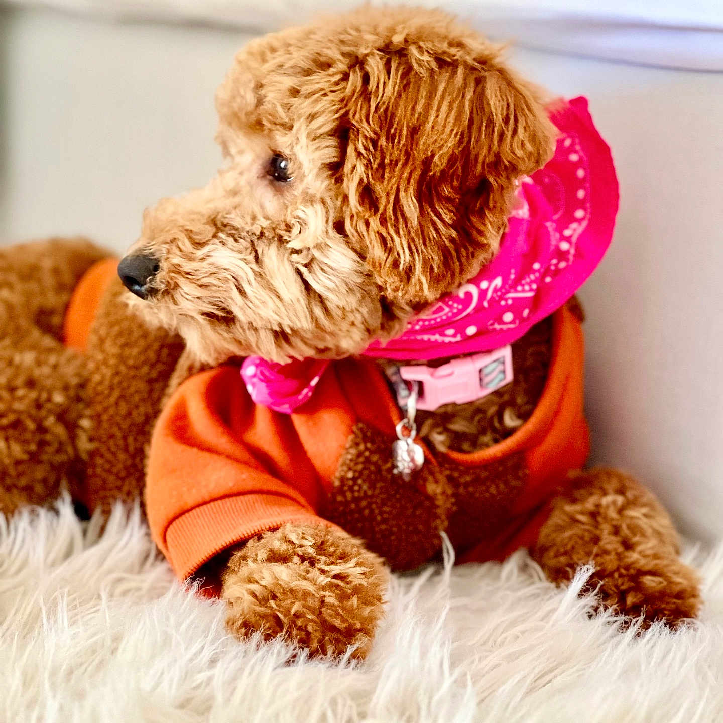 Nàla is registered to the contest to win money with this photo: dog, brown, fluffy, bandana, pink, sweater, orange, pet, cute, fur, indoor, cozy, laying, portrait, looking_away, collar, animal, companion, domestic, furry_rug