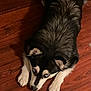 dog, siberian_husky, blue_eyes, lying_down, wooden_floor, indoor, pet, fur, animal, canine, ears, paws, looking_up, black_and_white, cute, companion, domestic, mammal, resting, house