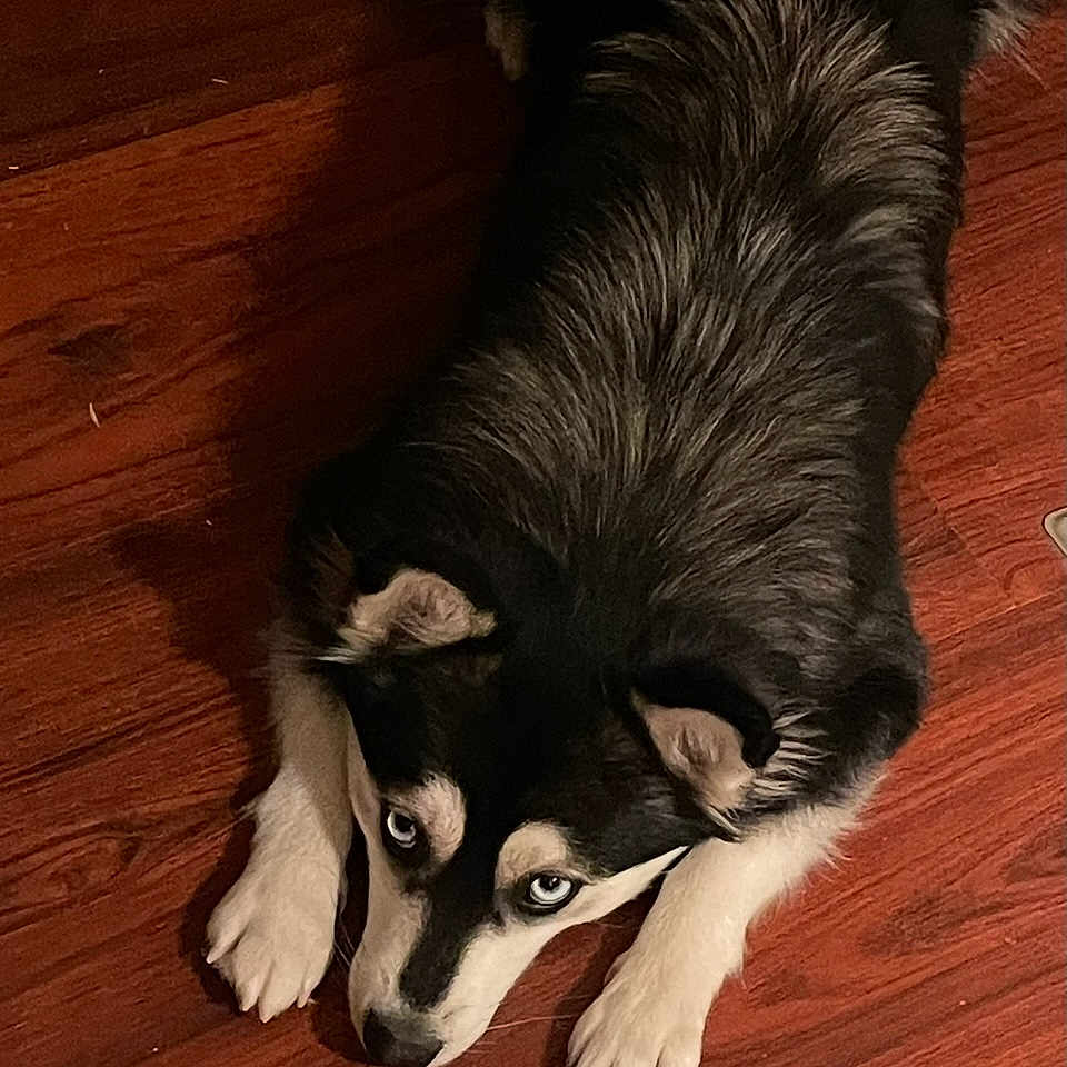 Willow joined the competition — help win amazing prizes! animal, black_and_white, blue_eyes, canine, companion, cute, dog, domestic, ears, fur, house, indoor, looking_up, lying_down, mammal, paws, pet, resting, siberian_husky, wooden_floor