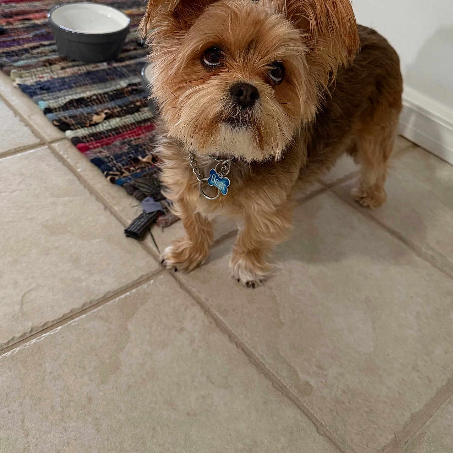 Bear joined the competition — help win amazing prizes! affenpinscher, animal, bowl, canine, cockerspaniel, dog, flagstone, hardwood, indoors, interiordesign, papillon, path, pet, puppy, slate, terrier, tile, walkway, whitedog, wood