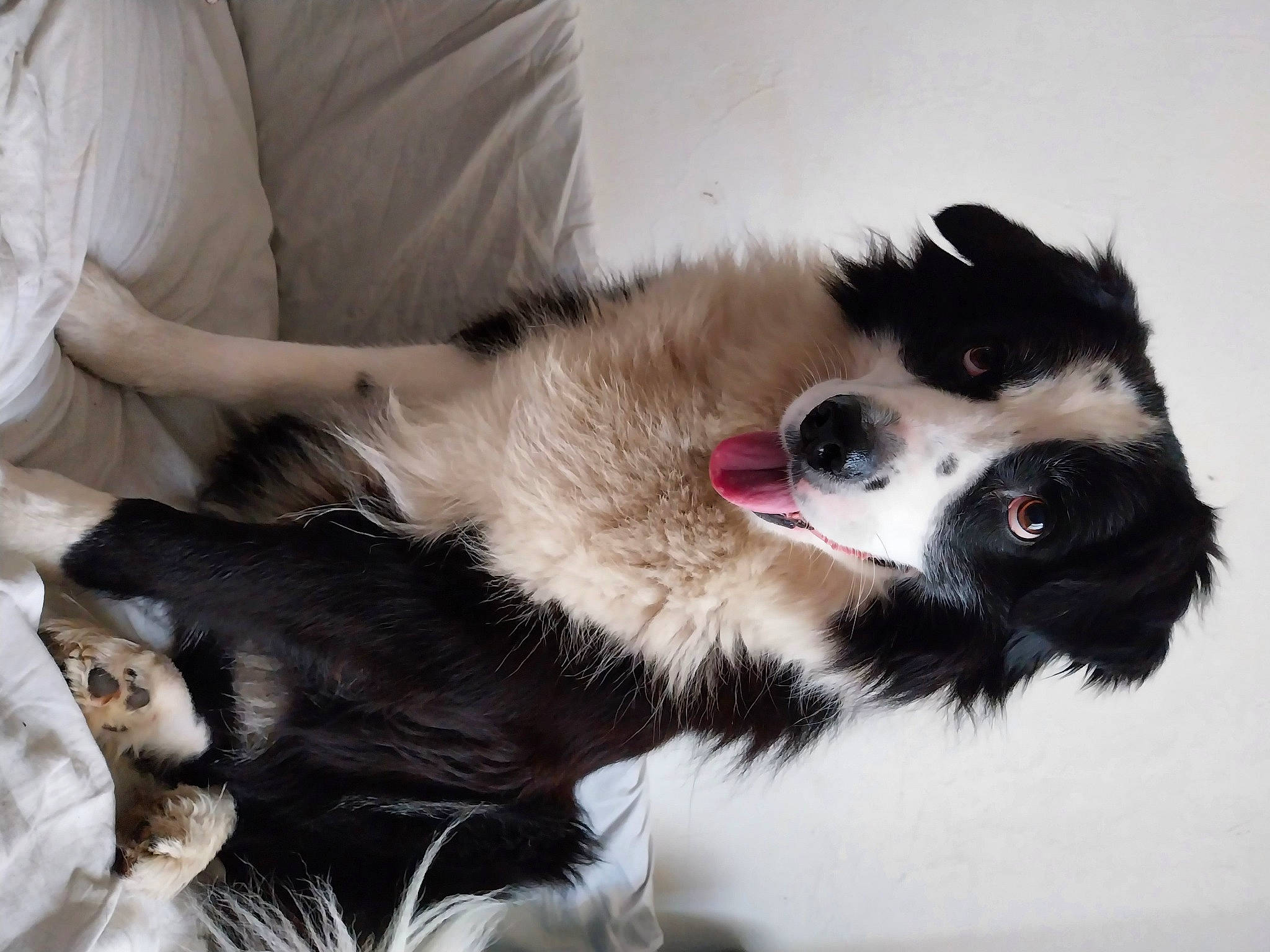 Lulu a rejoint le concours — aidez-le/la à gagner de superbes lots ! border_collie, canidae, carnivore, claw, collar, comfort, companion_dog, couch, dog, dog_breed, foot, fur, herding_dog, natural_material, paw, snout, sporting_group, whiskers, working_animal, working_dog