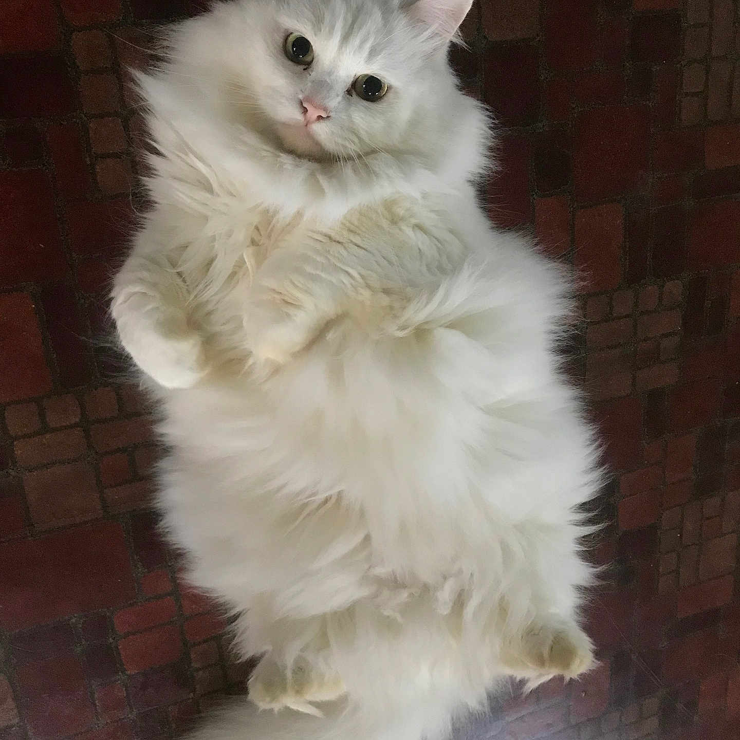 Max