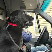 Bobo is registered to the contest to win money with this photo: dog, black_dog, labrador_retriever, leash, red_collar, chew_toy, car_interior, steering_wheel, person, jacket, jeans, window, house_siding, seat, dashboard, sun_visor, metal_clip, nose, profile_view, passenger