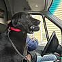 dog, black_dog, labrador_retriever, leash, red_collar, chew_toy, car_interior, steering_wheel, person, jacket, jeans, window, house_siding, seat, dashboard, sun_visor, metal_clip, nose, profile_view, passenger