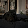 Bobo joined the competition — help win amazing prizes! dog, black_dog, labrador, pet, indoor, couch, pillow, bed, relaxed, sleepy, portrait, low_light, living_room, wall_art, door, mirror, plant, cushions, cozy, nighttime
