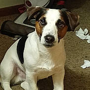 Blitz is registered to the contest to win money with this photo: dog, pet, indoor, carpet, white, brown, sitting, curious, animal, canine, mess, paper, floor, ears, fur, looking, paw, tail, domestic, companion