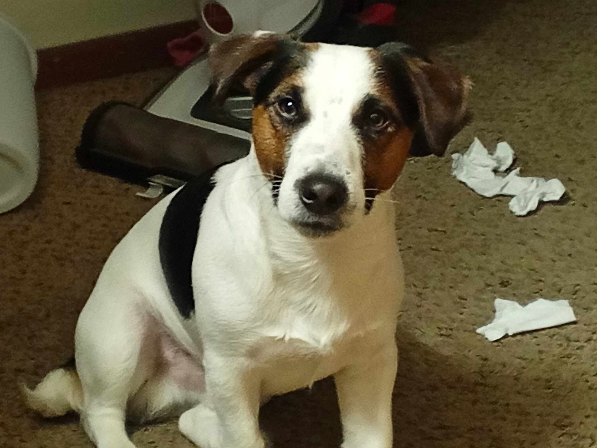 Blitz is registered to the contest to win money with this photo: dog, pet, indoor, carpet, white, brown, sitting, curious, animal, canine, mess, paper, floor, ears, fur, looking, paw, tail, domestic, companion