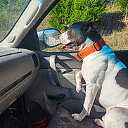 Loki joined the competition — help win amazing prizes! dog, car_interior, orange_collar, window, side_mirror, sunlight, seat, dashboard, greenery, trees, happy, pet, animal, road_trip, daytime, tongue_out, white_and_black_dog, vehicle, passenger_seat, nature