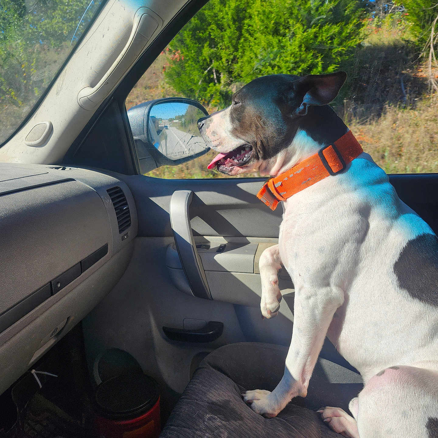 Loki joined the competition — help win amazing prizes! animal, car_interior, dashboard, daytime, dog, greenery, happy, nature, orange_collar, passenger_seat, pet, road_trip, seat, side_mirror, sunlight, tongue_out, trees, vehicle, white_and_black_dog, window