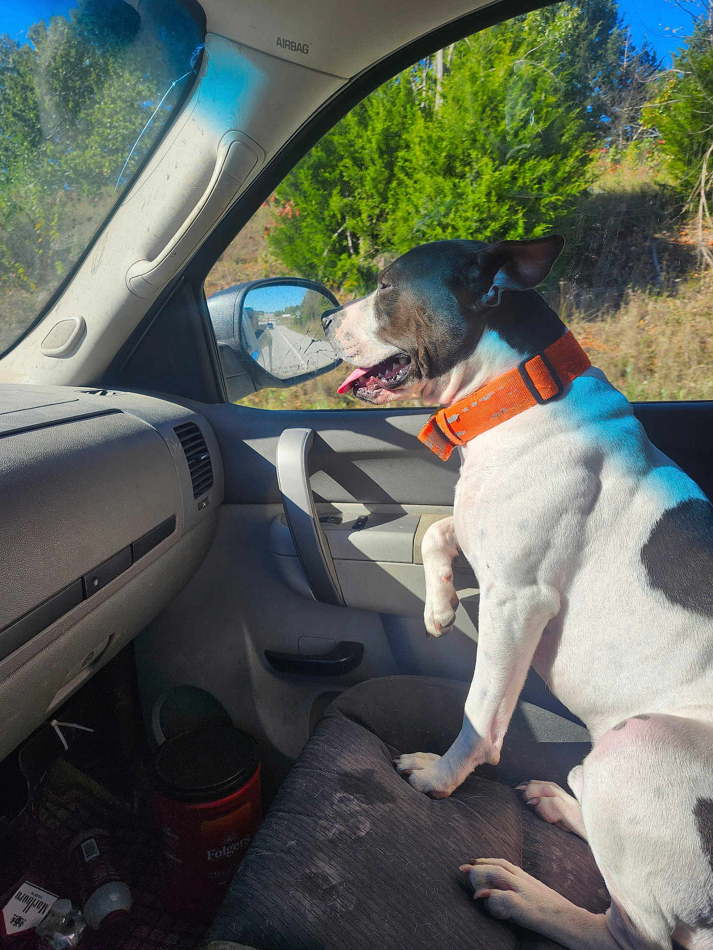 Loki joined the competition — help win amazing prizes! dog, car_interior, orange_collar, window, side_mirror, sunlight, seat, dashboard, greenery, trees, happy, pet, animal, road_trip, daytime, tongue_out, white_and_black_dog, vehicle, passenger_seat, nature