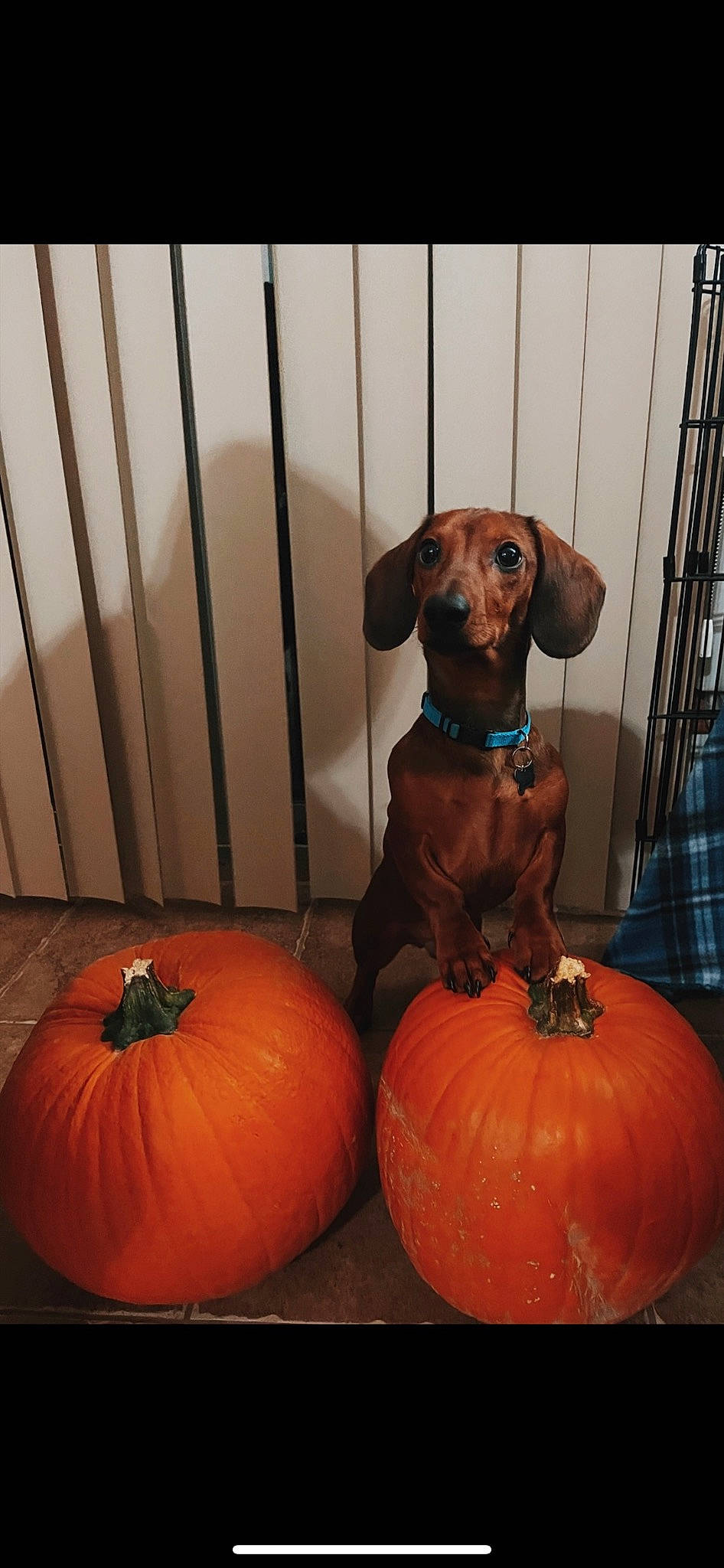 Arlo joined the competition — help win amazing prizes! calabaza, carnivore, companion_dog, dog, dog_breed, dog_supply, door, fawn, flooring, gourd, liver, natural_foods, orange, pet_supply, pumpkin, squash, vegetable, winter_squash, wood, working_animal