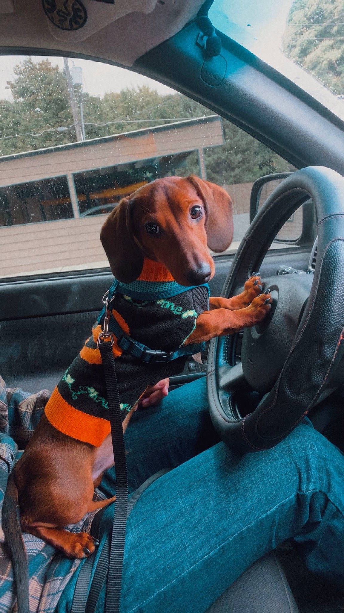 Arlo is registered to the contest to win money with this photo: automotive_exterior, automotive_mirror, car, car_seat, car_seat_cover, carnivore, collar, companion_dog, dog, dog_breed, fawn, mammal, mode_of_transport, motor_vehicle, sky, steering_part, steering_wheel, vehicle, vehicle_door, vertebrate