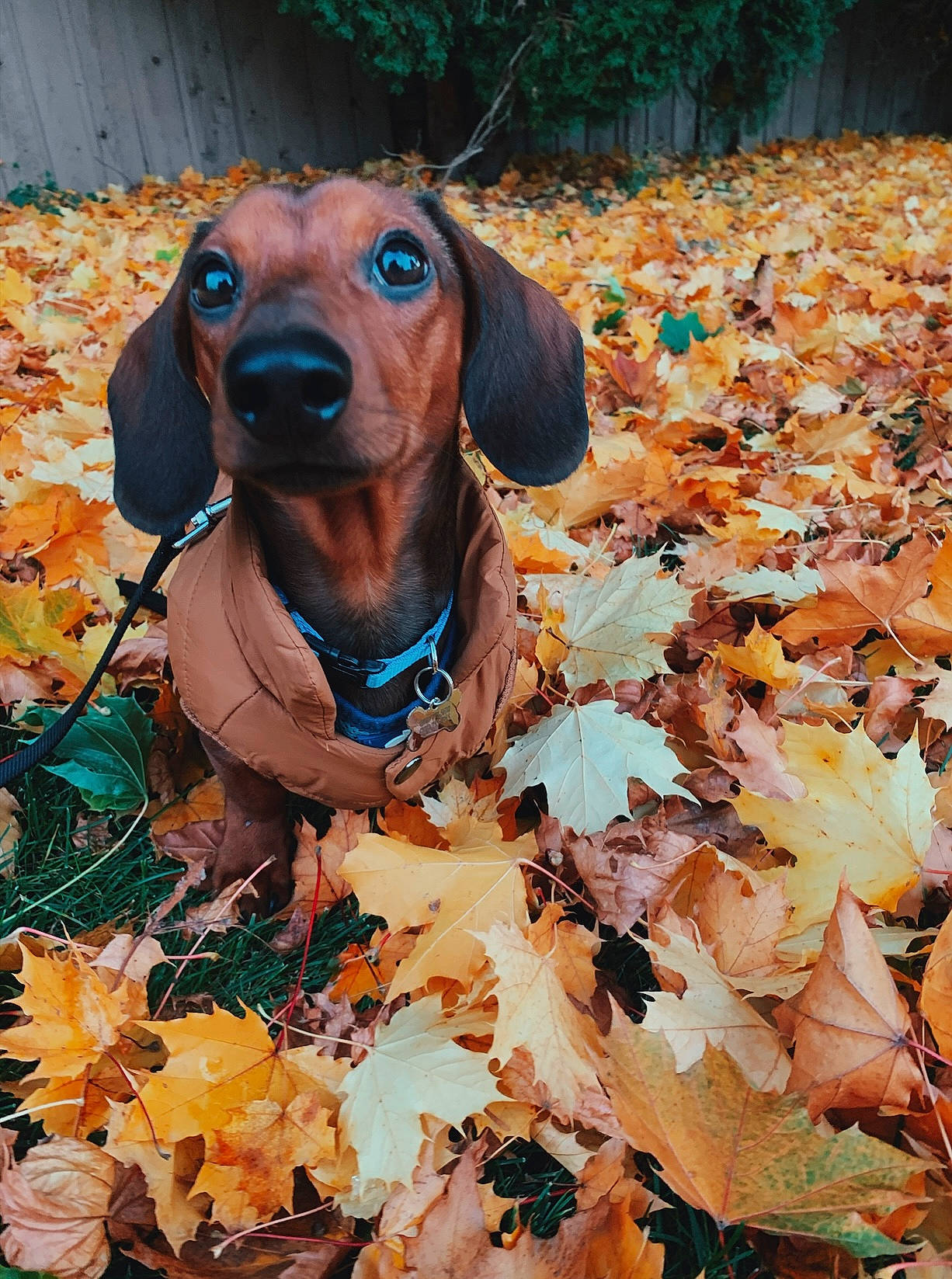 Arlo is registered to the contest to win money with this photo: autumn, brown, canidae, carnivore, companion_dog, deciduous, dog, dog_breed, fawn, grass, groundcover, hound, liver, metal, plant, scent_hound, sporting_group, tints_and_shades, wood, working_animal
