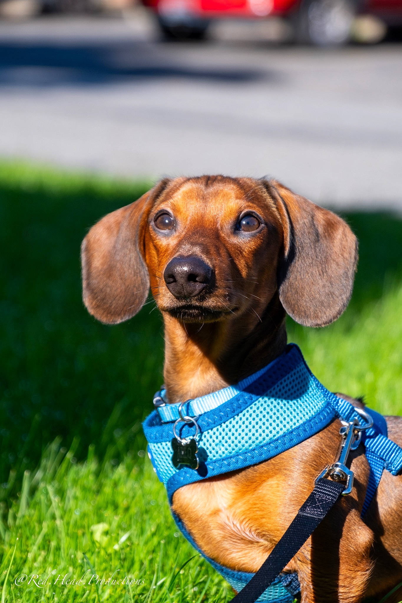 Arlo is registered to the contest to win money with this photo: carnivore, collar, companion_dog, dog, dog_breed, dog_collar, dog_supply, fawn, grass, hound, liver, mammal, pet_supply, plant, snout, sporting_group, terrestrial_animal, vertebrate, whiskers, working_animal