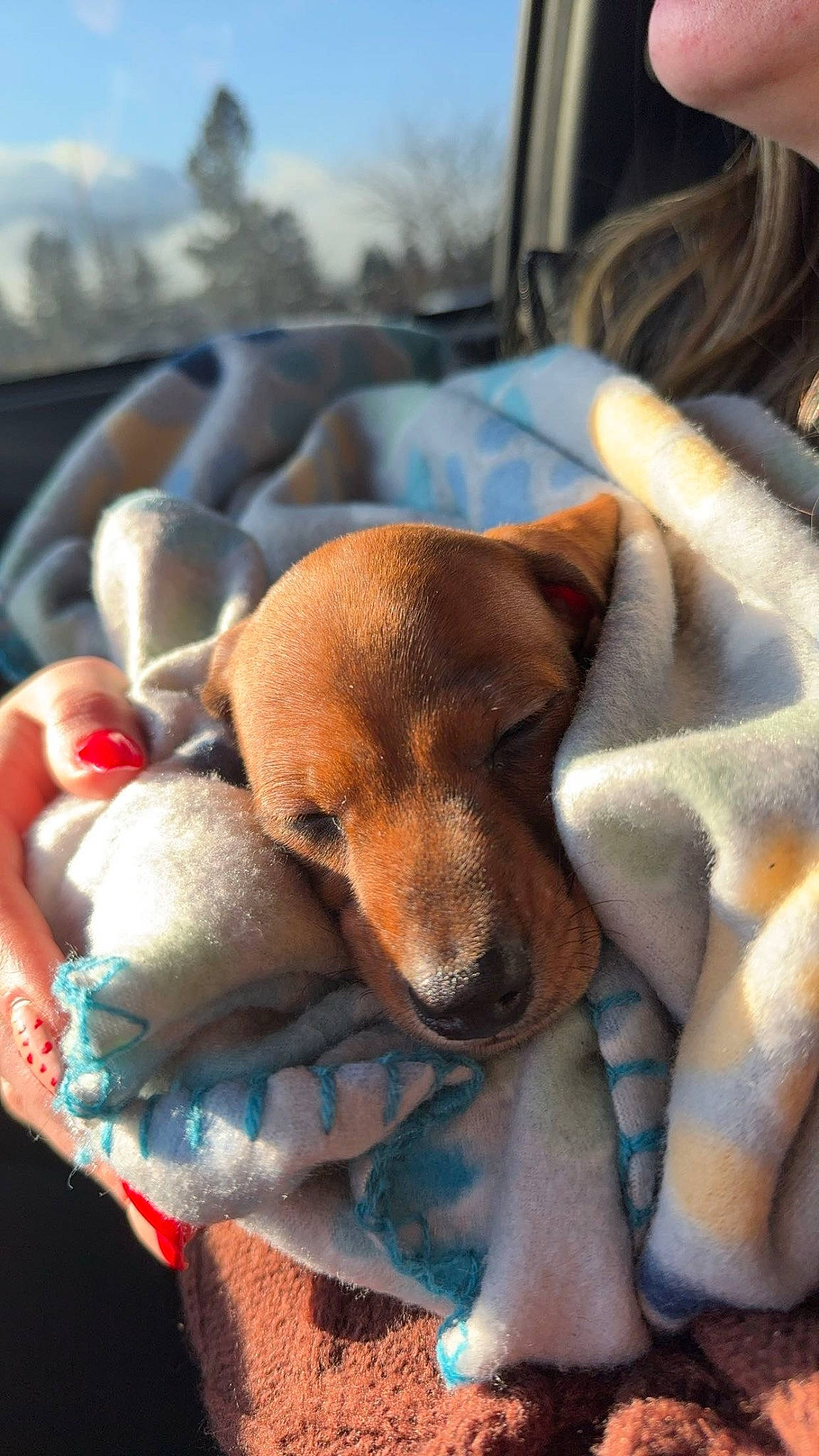 Otis joined the competition — help win amazing prizes! beagle, canidae, carnivore, comfort, companion_dog, dog, dog_bed, dog_breed, fawn, fur, hound, linens, nap, puppy, scent_hound, sleep, snout, sporting_group, toy, working_animal