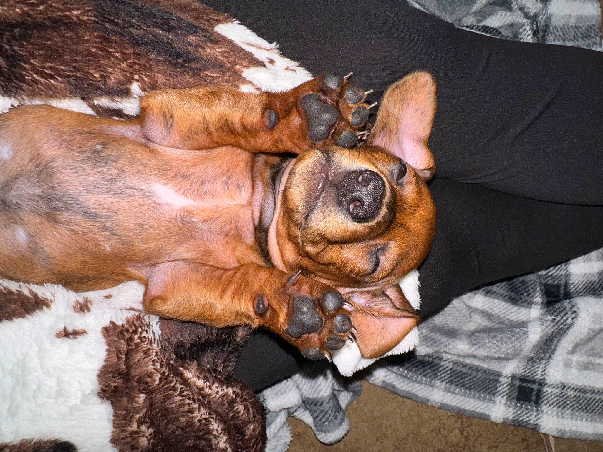 Otis joined the competition — help win amazing prizes! canidae, carnivore, comfort, companion_dog, dog, dog_breed, fawn, guard_dog, liver, paw, plaid, smile, snout, sporting_group, tartan, terrestrial_animal, toy_dog, whiskers, working_animal, wrinkle