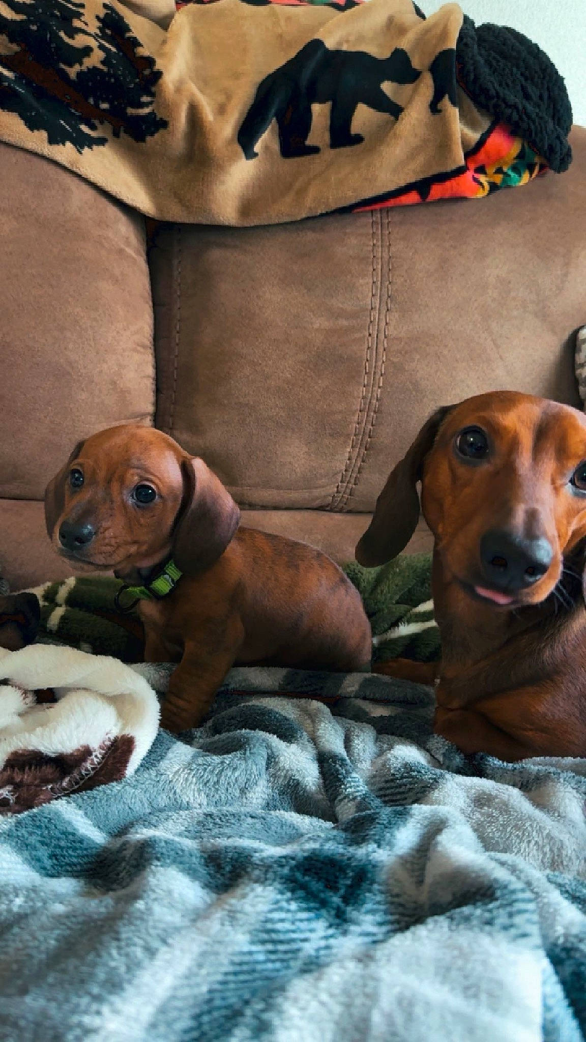 Otis joined the competition — help win amazing prizes! art, brown, canidae, carnivore, comfort, companion_dog, dog, dog_breed, dog_supply, fawn, fur, hound, linens, liver, pet_supply, scent_hound, snout, sporting_group, wood, working_animal