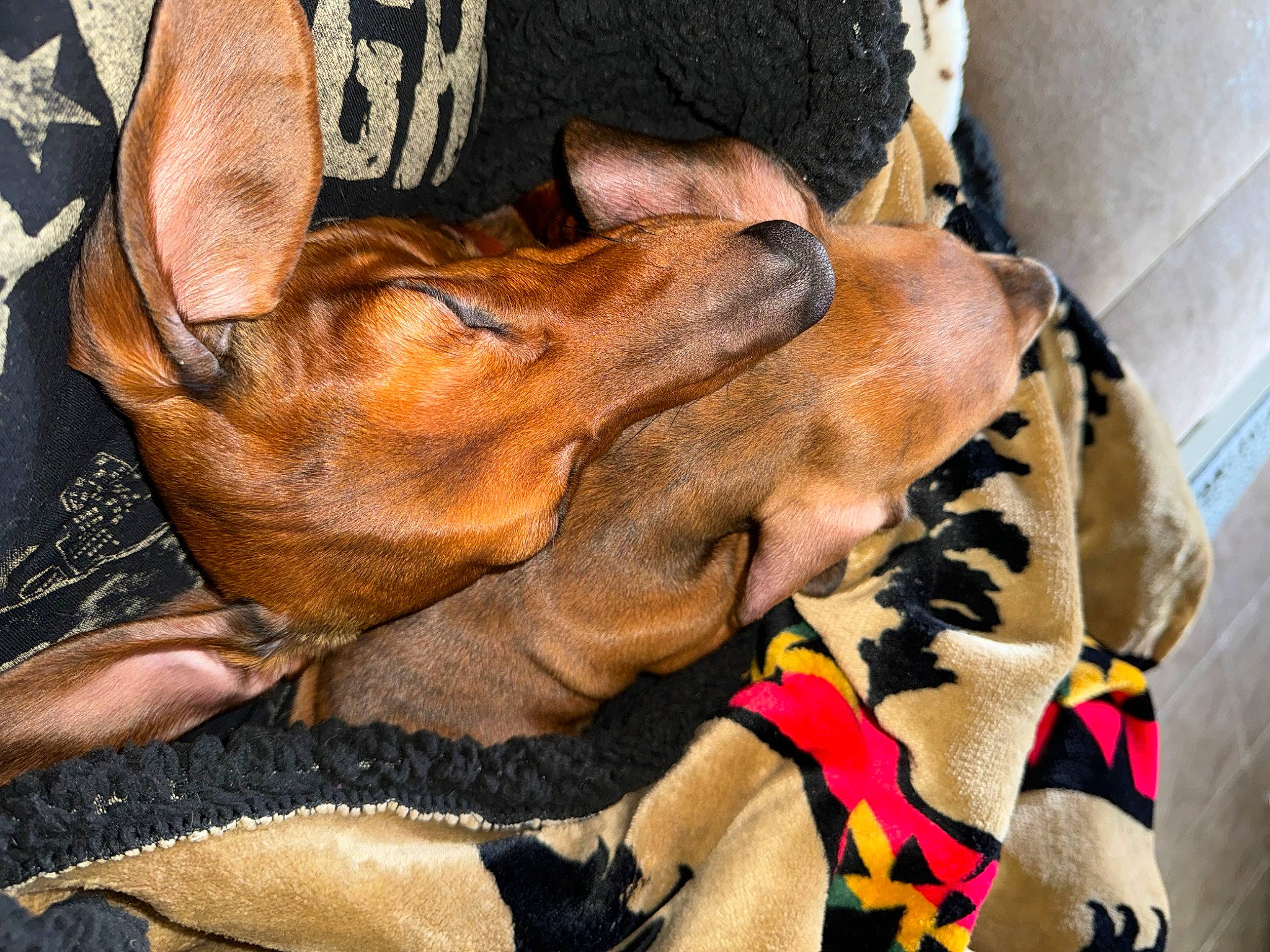 Otis is registered to the contest to win money with this photo: canidae, carnivore, collar, comfort, companion_dog, dog, dog_breed, dog_collar, dog_supply, fawn, fur, gesture, guard_dog, hound, liver, paw, snout, sporting_group, whiskers, working_animal