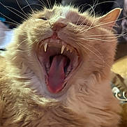 Chip joined the competition — help win amazing prizes! cat, orange_cat, yawning, close_up, teeth, tongue, whiskers, fur, pet, animal, indoor, cute, mouth_open, feline, sleepy, expression, face, domestic_cat, closeup, mammal
