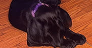 Bubba is registered to the contest to win money with this photo: dog, black_dog, sleeping, lying_down, curled_up, pet, animal, indoors, wooden_floor, hardwood, floor, purple_collar, collar, fur, paws, relaxed, resting, home, broom, mop
