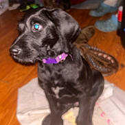 Bubba joined the competition — help win amazing prizes! puppy, dog, black_dog, sitting, pet, animal, purple_collar, blanket, wooden_floor, indoor, portrait, close_up, glowing_eye, floppy_ears, short_hair, cute, playful, shoes, home, photography