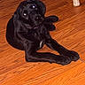 Bubba joined the competition — help win amazing prizes! dog, black_dog, pet, animal, sitting, lying_down, head_tilt, long_legs, floppy_ears, shiny_coat, wooden_floor, indoors, home, brown_floor, portrait, full_body, playful, curious, flash_photography, cane