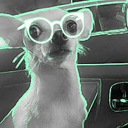 Miss Daisy joined the competition — help win amazing prizes! animal, car, closeup, cute, dog, eyewear, fur, futuristic, indoor, light_effect, neon_outline, pet, portrait, seat, small_dog, stylized, sunglasses, vehicle_interior, whiskers, window
