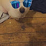 accessory, canine, casual, closeup, cool, dog, ears, fabric, flooring, fur, indoor, light_brown, looking_up, pet, portrait, reflection, shoe, small_dog, sunglasses, wooden_floor