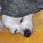 Miss Daisy is registered to the contest to win money with this photo: dog, sleeping, blanket, nose, closed_eyes, cozy, indoor, resting, white_fur, snout, pet, animal, relaxation, warm, soft_texture, comfort, peaceful, lying_down, home, fur