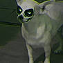 dog, white_dog, standing, animal, pet, face_paint, skull_mask, digital_art, dark_background, eerie, surreal, canine, night, outdoor, shadow, portrait, mystical, costume, masked, creepy